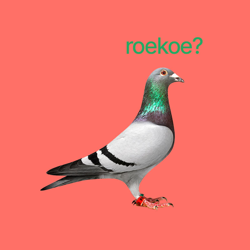 Roekoe